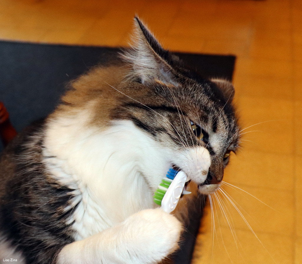 How to brush your cat's teeth?