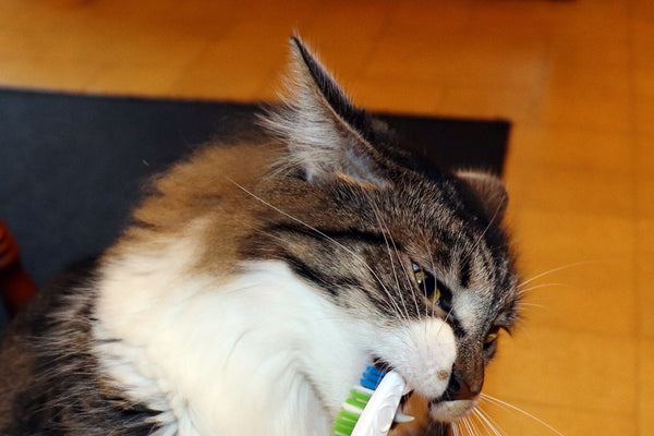 How to brush your cat's teeth?